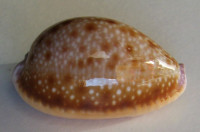 Cypraea helvola callista Shaw, 1909   GIANT